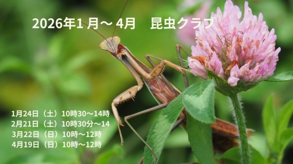 【星の時間】昆虫博士てっちゃんと春の虫探しをしよう！